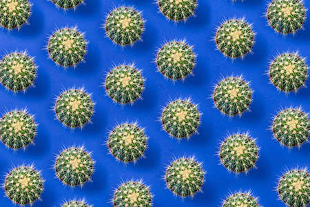 lots of green cactus on a colored blue backgroundの写真素材