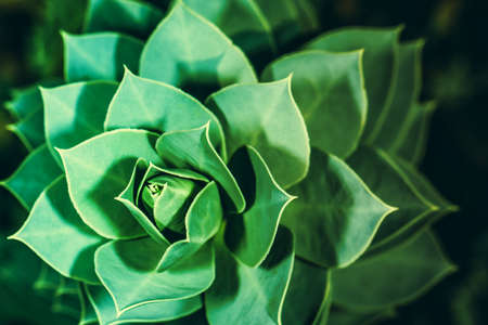 succulent plant in a botanical garden, toned background imageの写真素材
