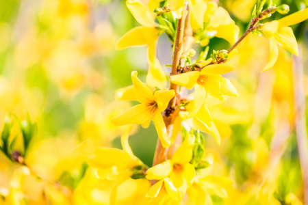Flowering branch, blooming yellow flower in spring, background image. Shallow DOFの写真素材