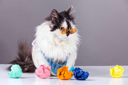 cat with glasses near to colorful crumpled paper, concept of crumpled ideasの写真素材