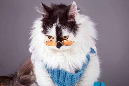 portrait of sad, black white cat in knitted winter sweater and glasses on gray backgroundの写真素材