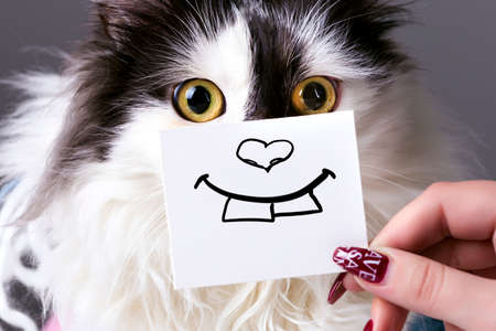 black and white funny cat with smile on cardboardの写真素材
