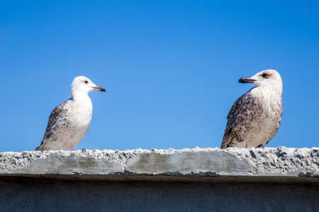 two seagulls on background the blue sky look at each otherの写真素材