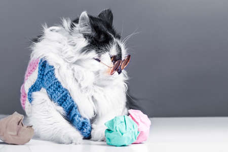 cat with glasses near to colorful crumpled paper, concept of bad ideasの写真素材