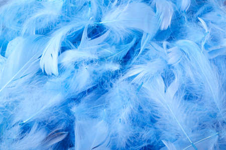 blue chicken decorative feathers, background imageの写真素材