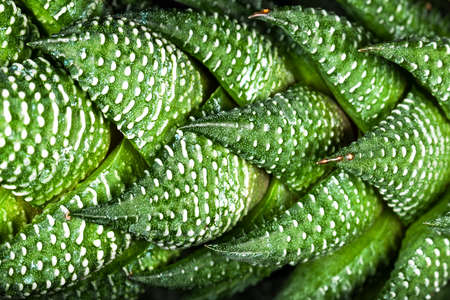Havortiya striped green succulent background image