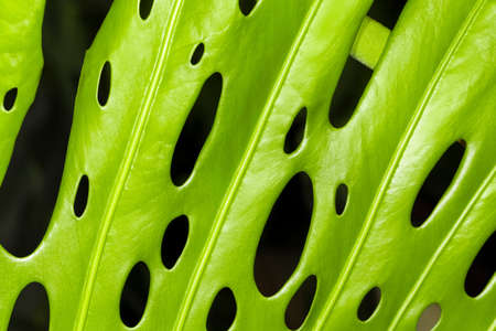 green monstera leaves on black background