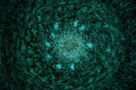 fluffy cactus with needles, toned background imageの写真素材