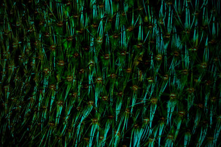 texture of dark green  cactus closeup, background image