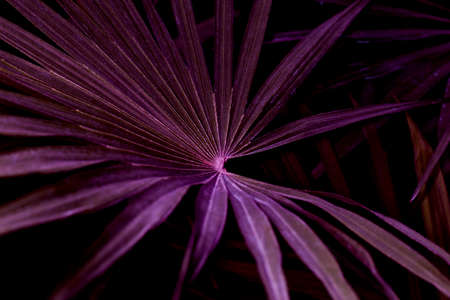 tropical palm leaf texture, dark purple foliage, toned background imageの写真素材