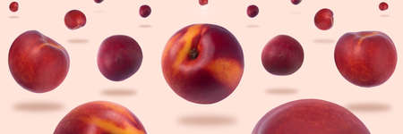 nectarines levitating over pink background, panoramic image
