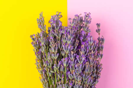 Blooming purple lavender, on yellow pink backgroundの写真素材