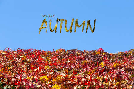 welcome autumn inscription on the background of the autumn colorful forestの写真素材