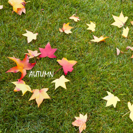 Colorful fall maple leaves on a background of green grass, golden autumn concept