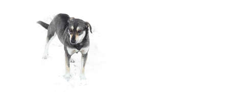 dog is freezing in the snow, harsh cold winter harsh cold winter concept