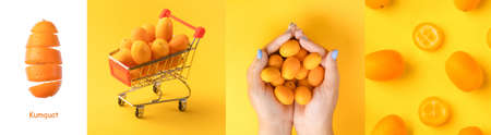 Creative layout made of  fresh kumquats on a yellow background.の写真素材