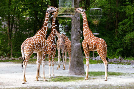 Group of feeding giraffes in the zooの写真素材