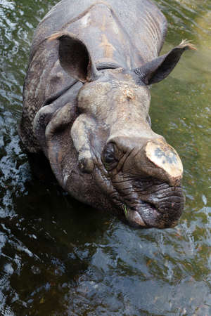 rhino without a horn, poachers and animal welfareの写真素材