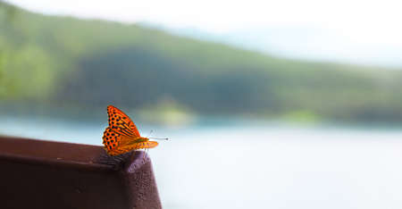 Beautiful colorful monarch butterfly against the background of a blurred landscape, the  concept of the onset of springの写真素材