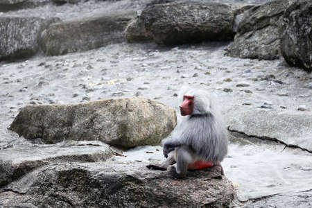 Portrait of a baboon sitting on a rock. Hairy adult monkey with silver grey hair.