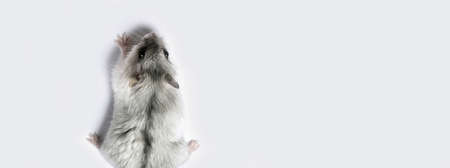 hamster climbing up on gray background, panoramic mock-up with space for textの写真素材