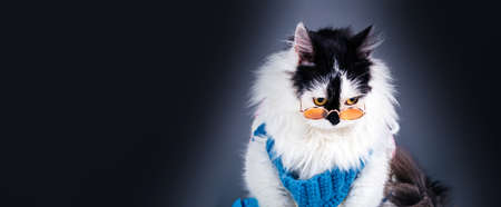 portrait of sad, black white cat in knitted winter sweater and glasses on gray background, panoramic...
