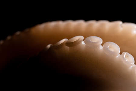 Close up fresh raw octopus or cuttlefish tentacles over dark backgroundの写真素材
