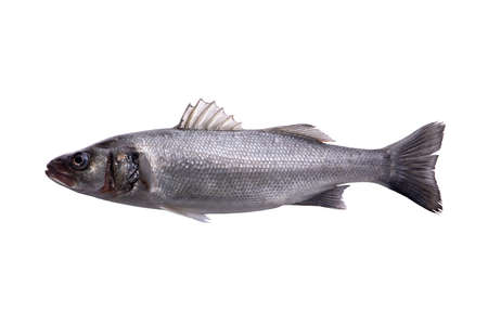 Raw sea bass, one fresh sea bass fish isolated on white background