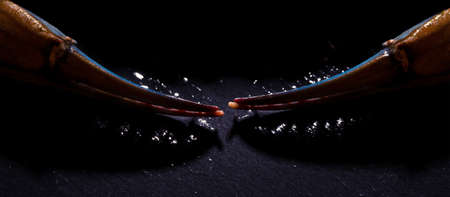 blue crab claws closeup over dark background, panoramic imageの写真素材