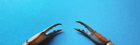blue crab claws over blue background, panoramic imageの写真素材