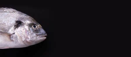 raw dorado fish over black background, panoramic mock-upの写真素材