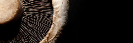 portobello mushroom on black background, panoramic mock-up image