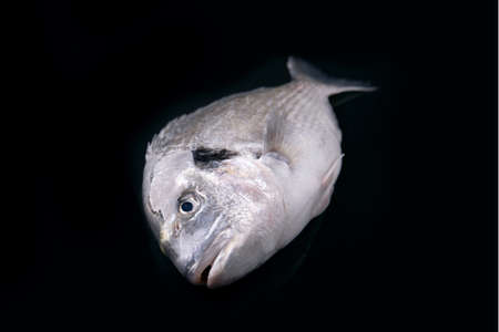 raw dorado fish over black background, seafoodの写真素材