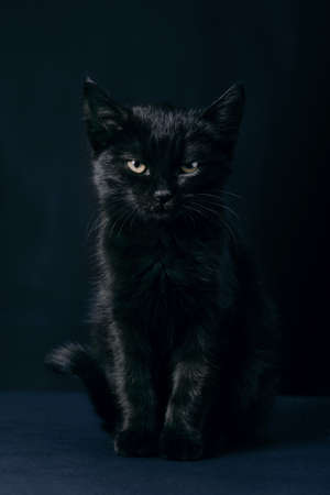 black cat standing over blue background, concept of friday 13thの写真素材