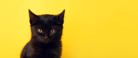 black kitten over yellow background, portrait of halloween cat, panoramic bannerの写真素材