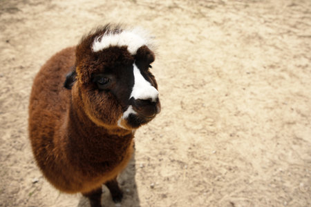portrait of a beautiful alpacaの写真素材