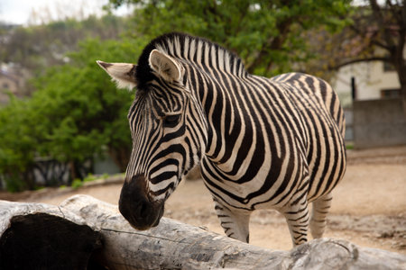 sad zebra in the zooの写真素材