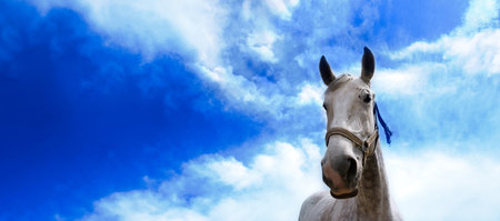 white horse portrait over sky background, panoramic layoutの写真素材