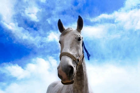 white horse portrait over sky backgroundの写真素材