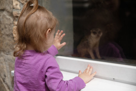 little girl looking at meerkatの写真素材