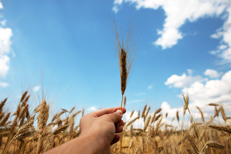 spikelet of wheat in hand over wheat field, rich harvest conceptの写真素材