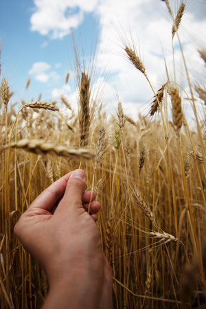 spikelet of wheat in hand, vertical photo