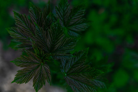 Close-up of dark green textured leaves with natural light and blurred background, highlighting...