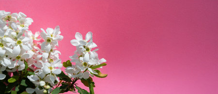 Cluster of delicate white blossoms with green leaves set against a vibrant pink background, perfect for seasonal and floral-themed designs.の写真素材