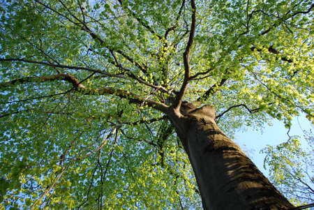 bottom view of the big treeの写真素材