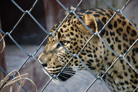 sad lonely leopard in zoo prisonの写真素材