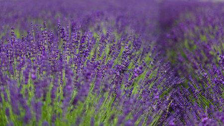 Field of Lavender, Lavandula angustifolia, Lavandula officinalisの写真素材