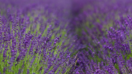Field of Lavender, Lavandula angustifolia, Lavandula officinalisの写真素材