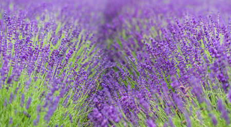 Field of Lavender, Lavandula angustifolia, Lavandula officinalisの写真素材