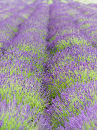 Field of Lavender, Lavandula angustifolia, Lavandula officinalisの写真素材